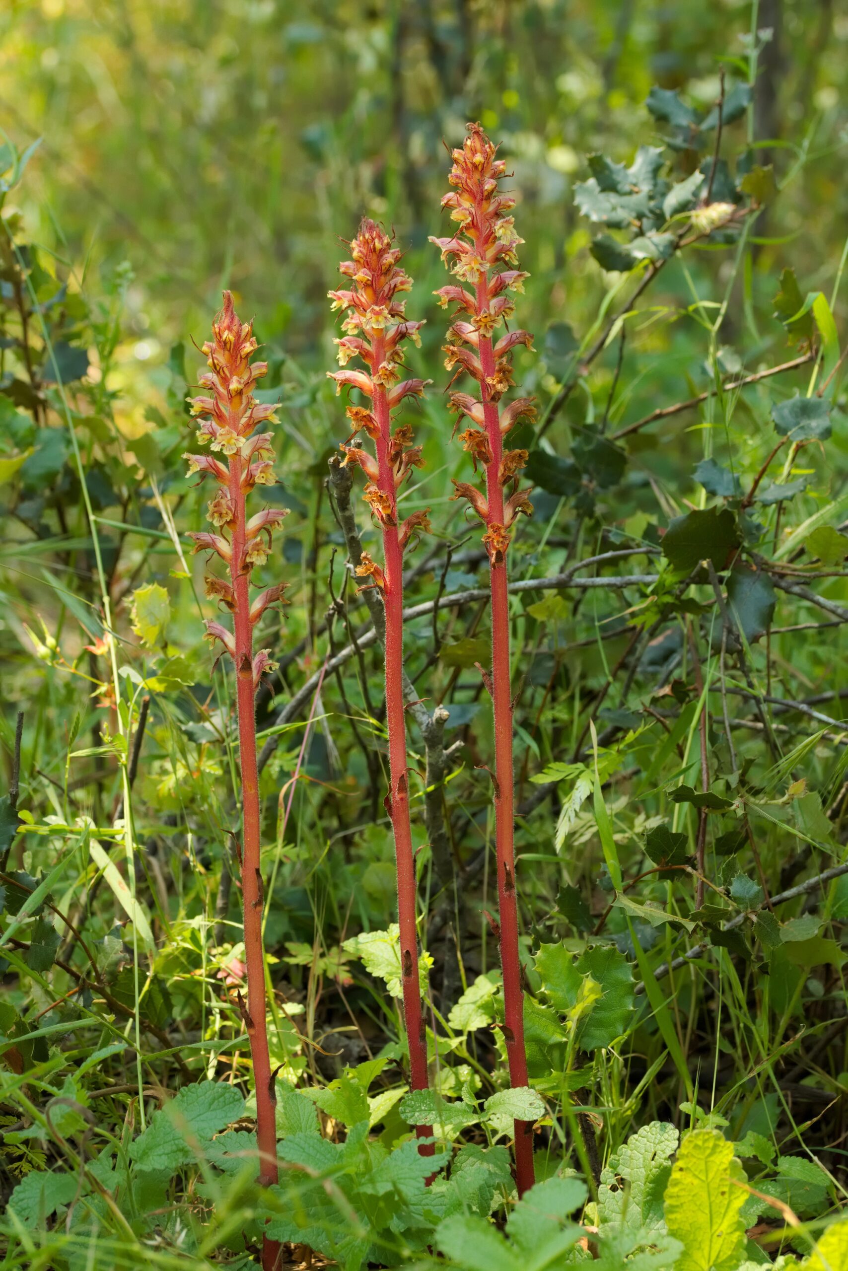 Erva-toira-de-Noudar – new plant discovered